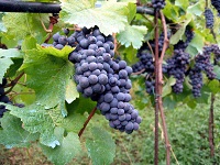 Southern Gales Vineyard - Pinot Noir Grapes